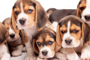 Beagle Rescue of Southern Maryland